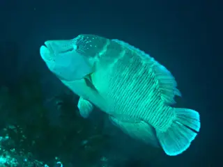 Bali - Fischgründe