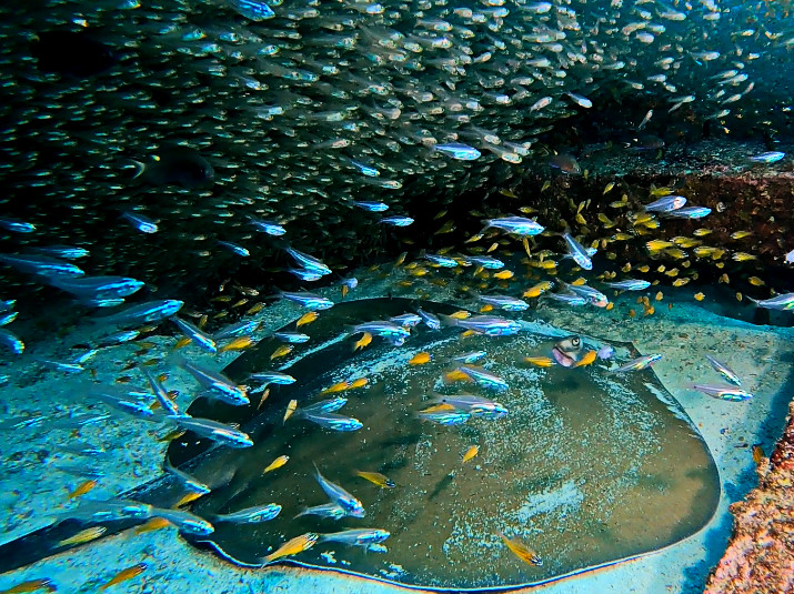 beiger rochen Rochen in Koh PeePee