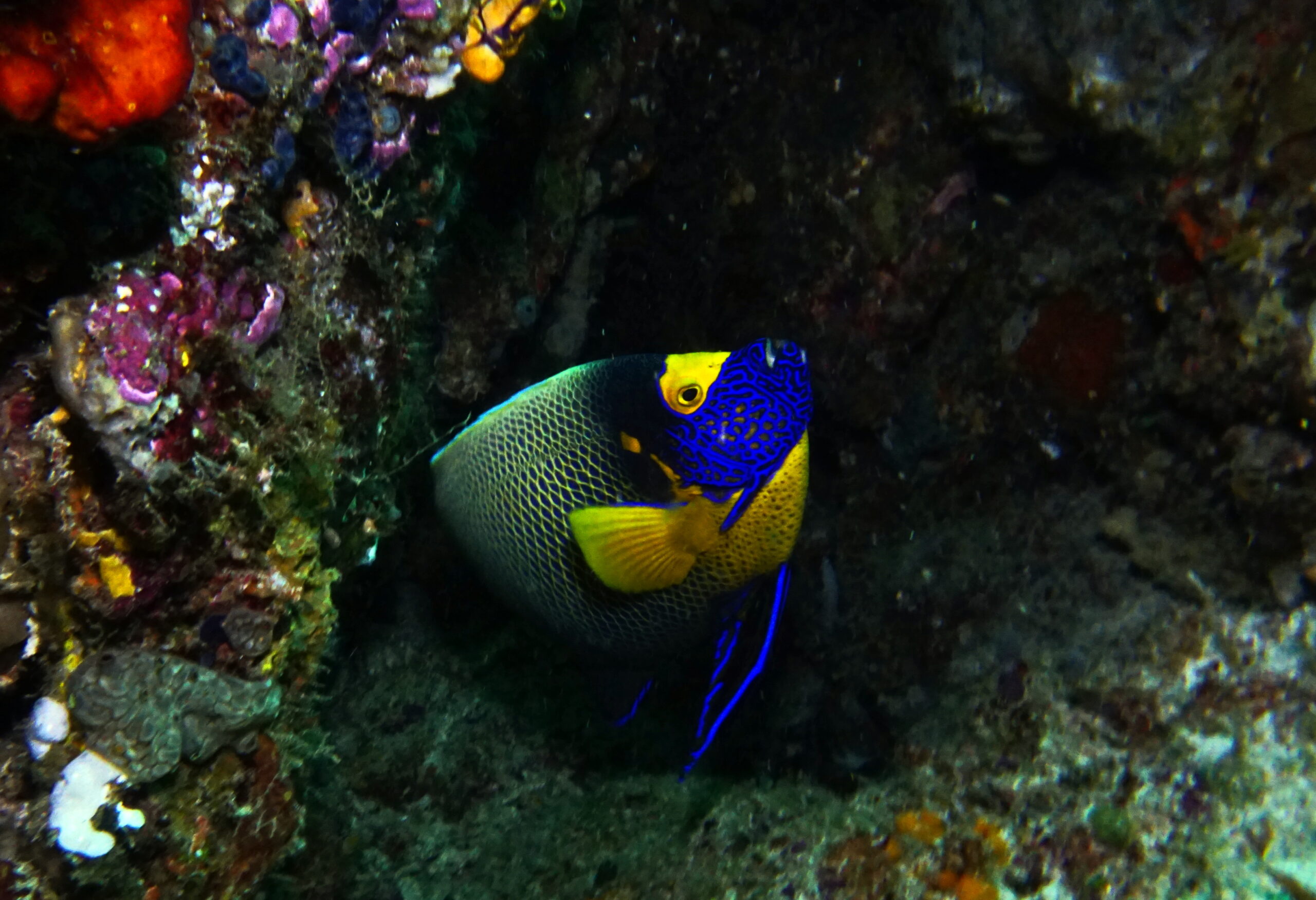 blaukopf-kaiserfisch Blaukopf Kaiserfisch