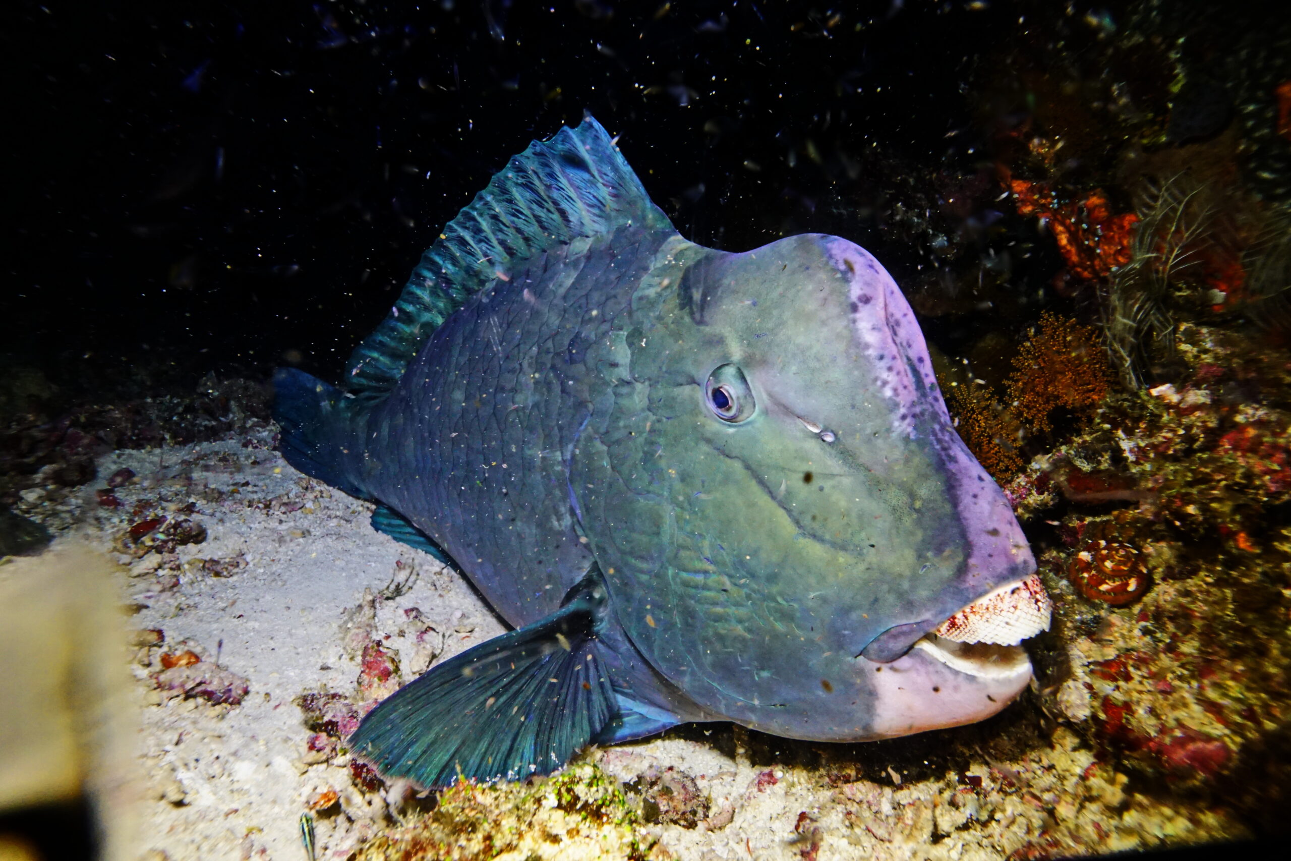 büffelkopf-papageienfisch Büffelkopf Papageienfisch