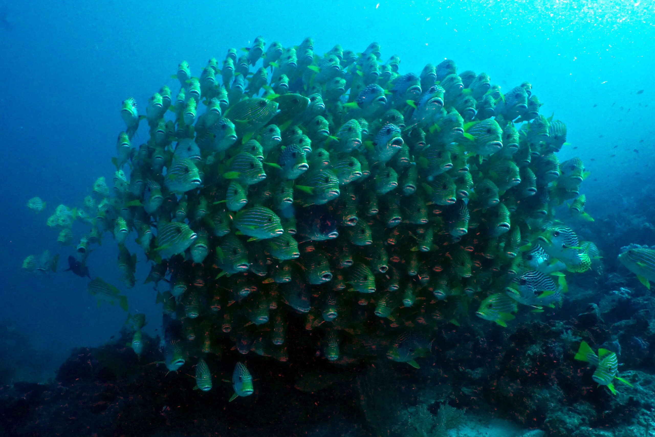 fisch schwarm Schwarm Fische