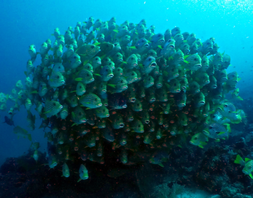 halmahera_fisch-schwarm Halmahera - Resort