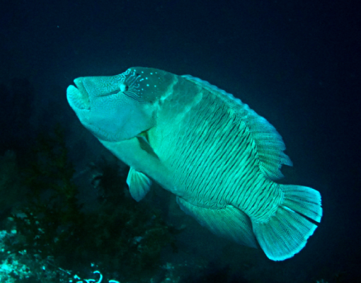 Halmahera - Napoleon Fisch