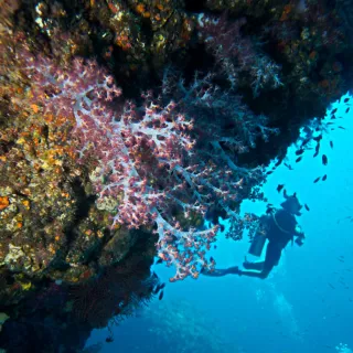Indonesien - Tauchreise Celebes See