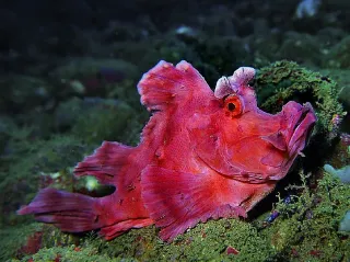 Indonesien - Critters