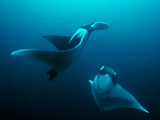 Indonesien - Mantas