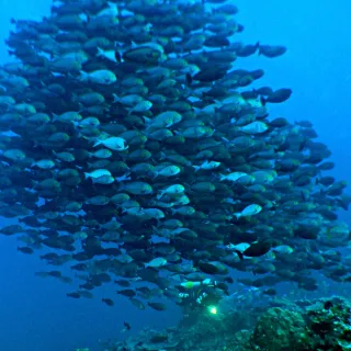 Indonesien - Tauchreise Raja Ampat