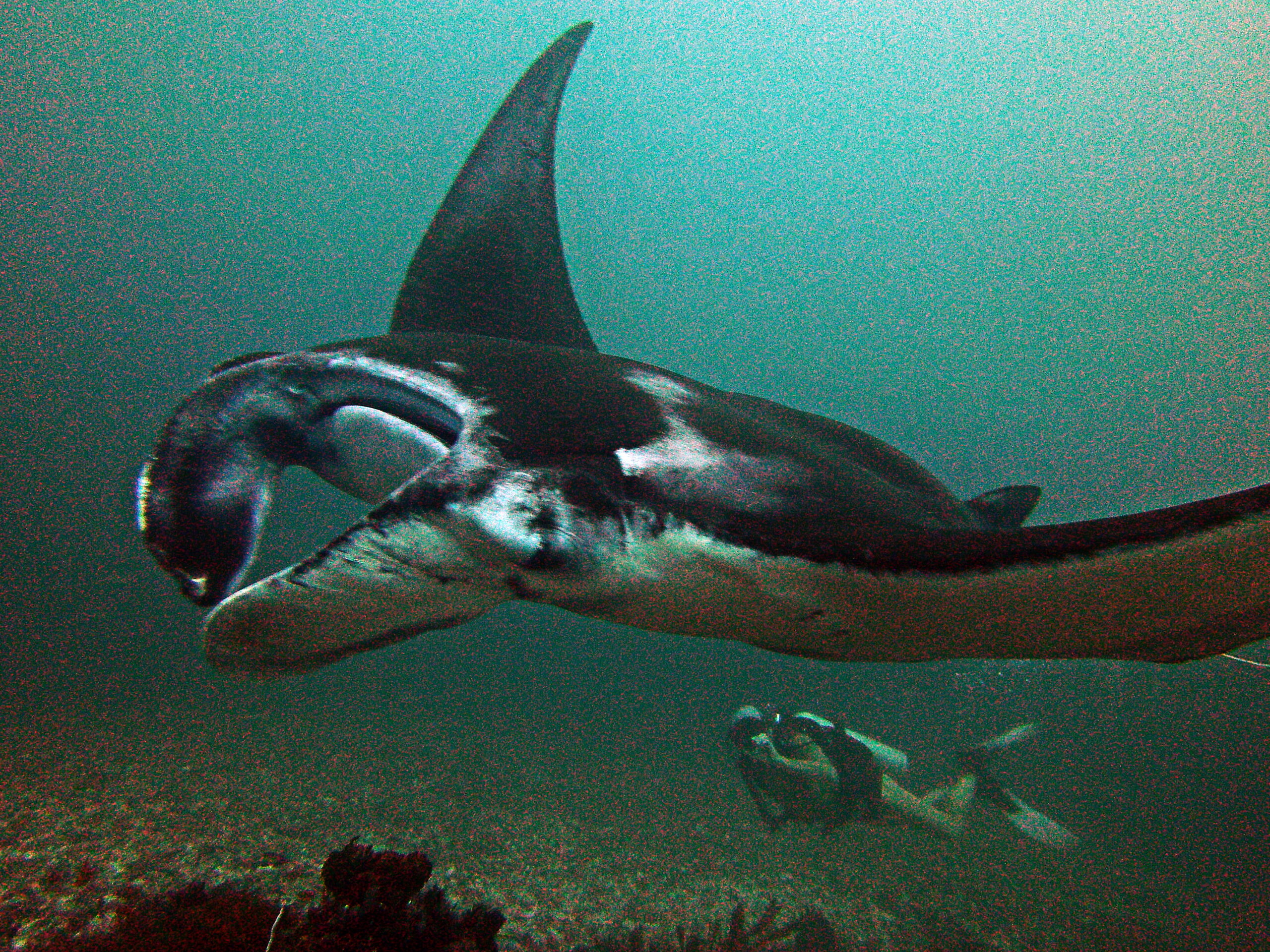 SeaLife DC1400 Manta mit Taucher