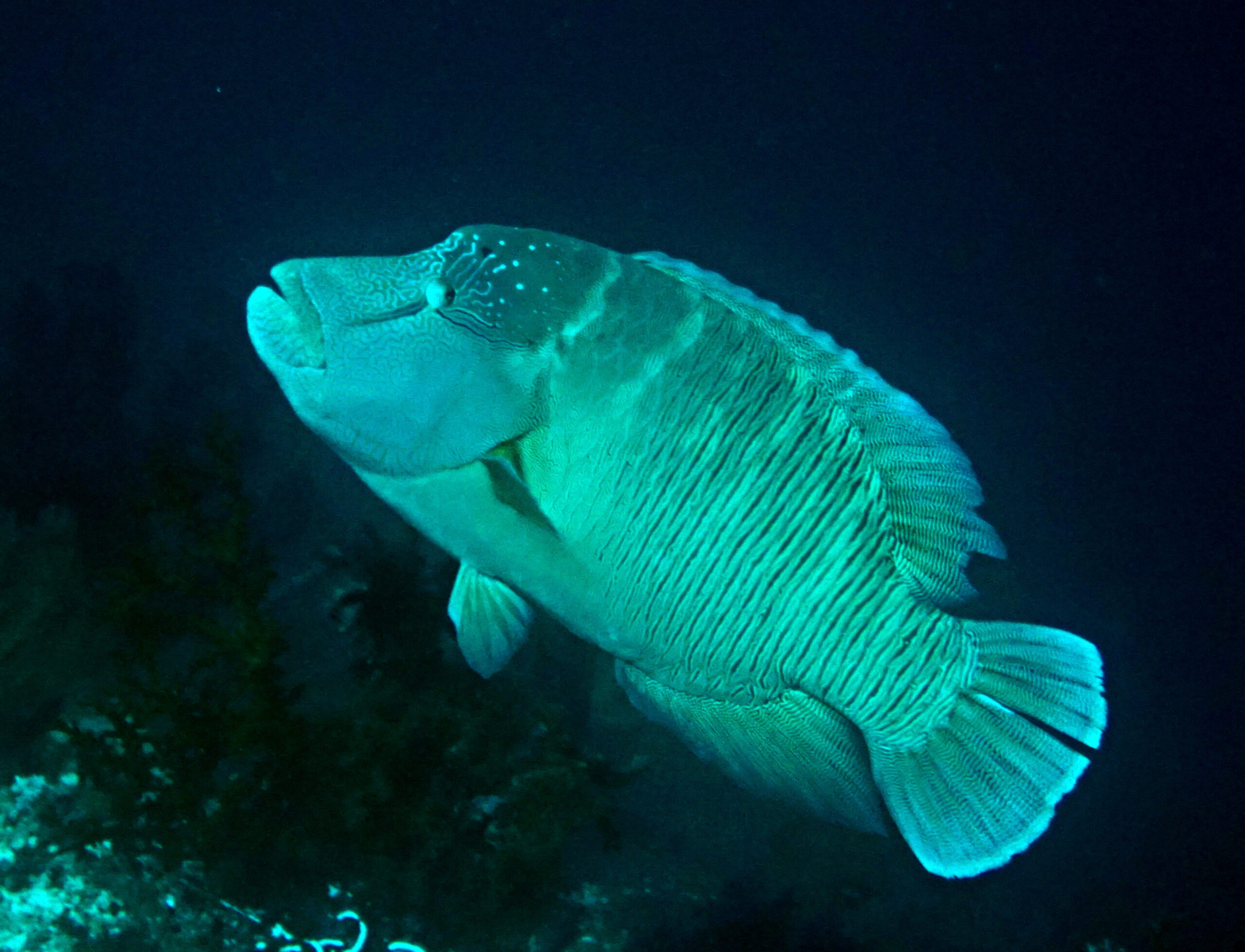 napoleonfisch Napoleonfisch