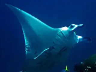 Raja Ampat - Borneo Rochen