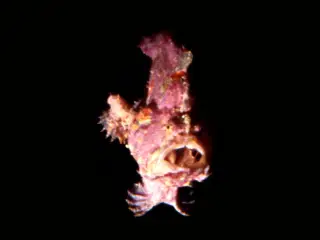 Raja Ampat - Krötenfisch