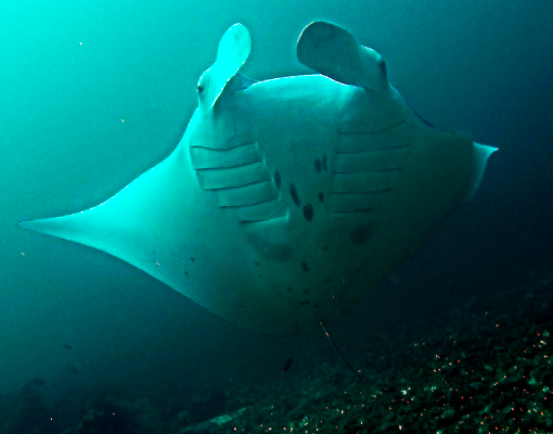 Raja Ampat - Manta Rochen