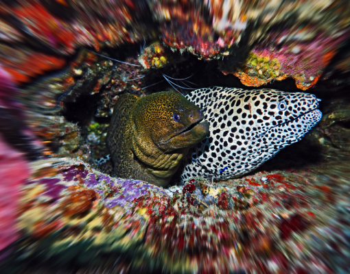 Raja Ampat - Muränen