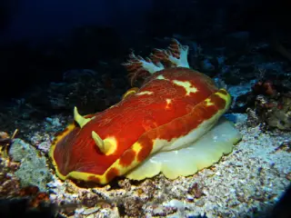 Raja Ampat - Spanische Tänzerin