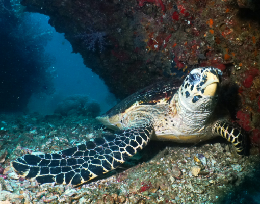 Tagesfahrten Phuket - Schildkröte